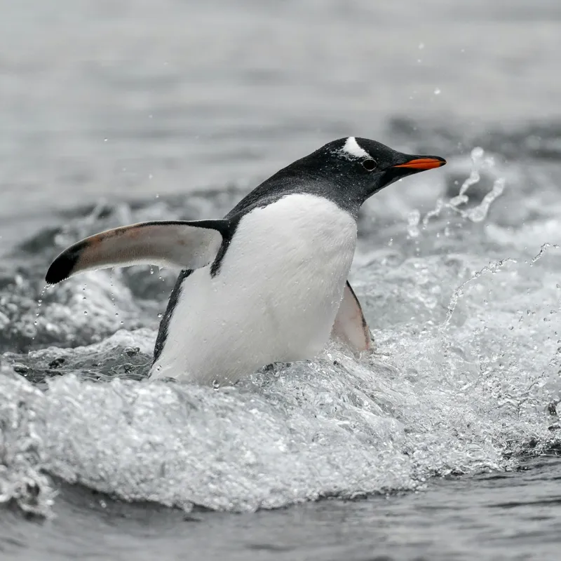Tablou Canvas, "Pinguin înotând printre valuri reci", Penguin, Water, Splashing, Motion, Ocean, Nature, Wildlife, 50 x 50 cm – poza 2