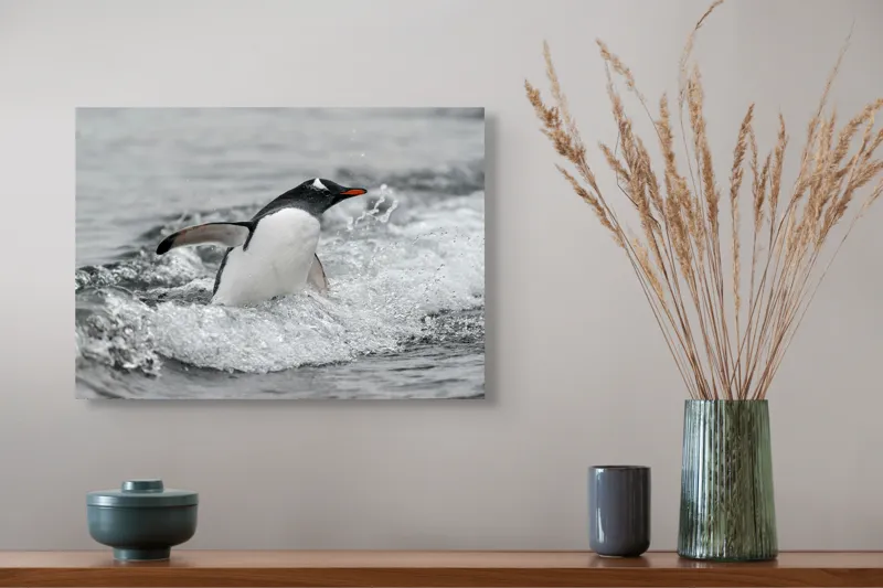 Tablou Canvas, "Pinguin înotând printre valuri reci", Penguin, Water, Splashing, Motion, Ocean, Nature, Wildlife, 54 x 39 cm – poza 4