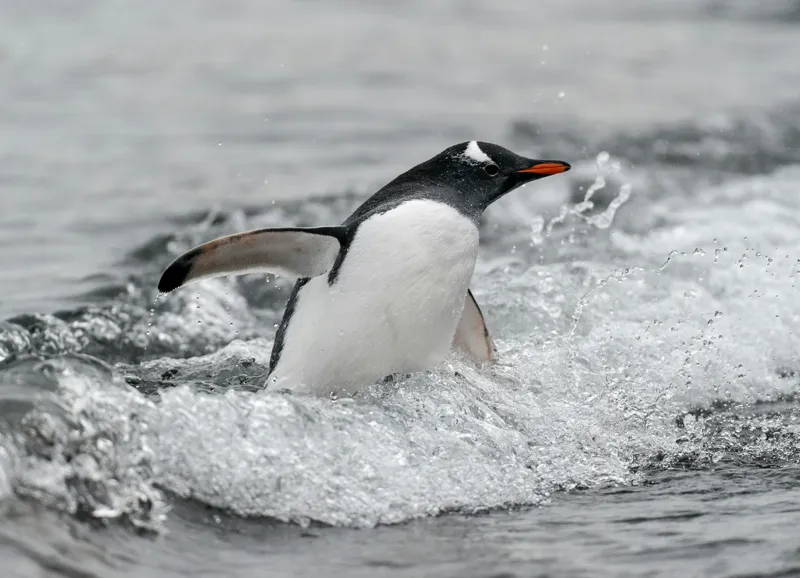 Tablou Canvas, "Pinguin înotând printre valuri reci", Penguin, Water, Splashing, Motion, Ocean, Nature, Wildlife, 54 x 39 cm – poza 2