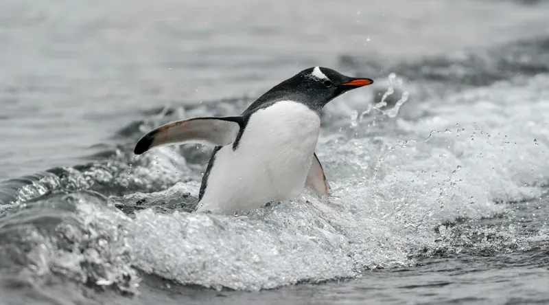 Tablou Canvas, "Pinguin înotând printre valuri reci", Penguin, Water, Splashing, Motion, Ocean, Nature, Wildlife, 90 x 50 cm – poza 2