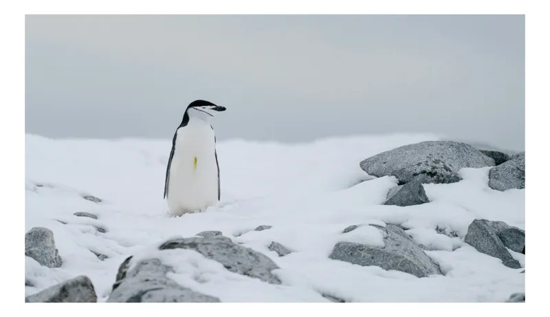 Tablou Canvas, "Pinguin solitar pe zăpadă arctică", Pinguin, Zăpadă, Pietre, Cer Înnorat, Frig, Antarctica, Solitar, Calm, Natură, Gheață, 100 x 70 cm