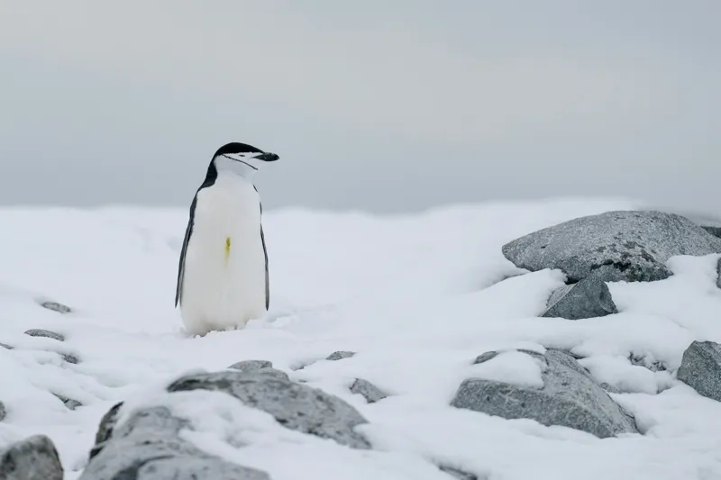 Tablou Canvas, "Pinguin solitar pe zăpadă arctică", Pinguin, Zăpadă, Pietre, Cer Înnorat, Frig, Antarctica, Solitar, Calm, Natură, Gheață, 150 x 100 cm – poza 2