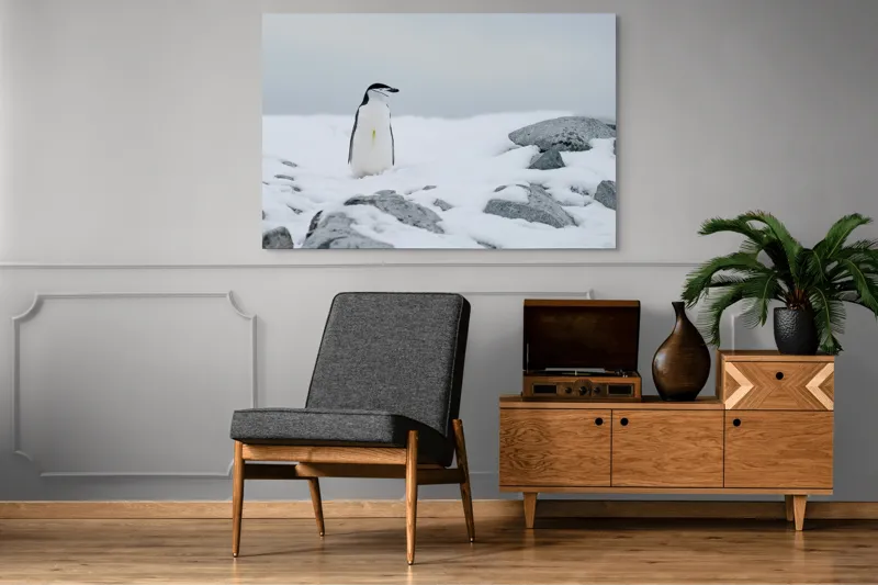Tablou Canvas, "Pinguin solitar pe zăpadă arctică", Pinguin, Zăpadă, Pietre, Cer Înnorat, Frig, Antarctica, Solitar, Calm, Natură, Gheață, 150 x 100 cm – poza 8