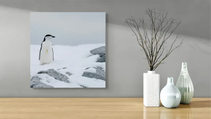 Tablou Canvas, "Pinguin solitar pe zăpadă arctică", Pinguin, Zăpadă, Pietre, Cer Înnorat, Frig, Antarctica, Solitar, Calm, Natură, Gheață, 50 x 50 cm – poza 3
