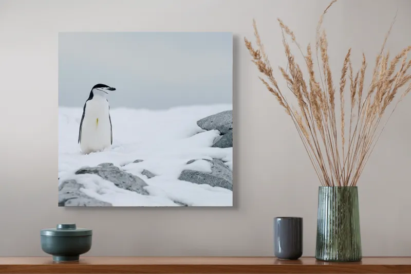 Tablou Canvas, "Pinguin solitar pe zăpadă arctică", Pinguin, Zăpadă, Pietre, Cer Înnorat, Frig, Antarctica, Solitar, Calm, Natură, Gheață, 50 x 50 cm – poza 4