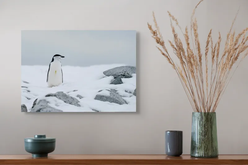 Tablou Canvas, "Pinguin solitar pe zăpadă arctică", Pinguin, Zăpadă, Pietre, Cer Înnorat, Frig, Antarctica, Solitar, Calm, Natură, Gheață, 54 x 39 cm – poza 4