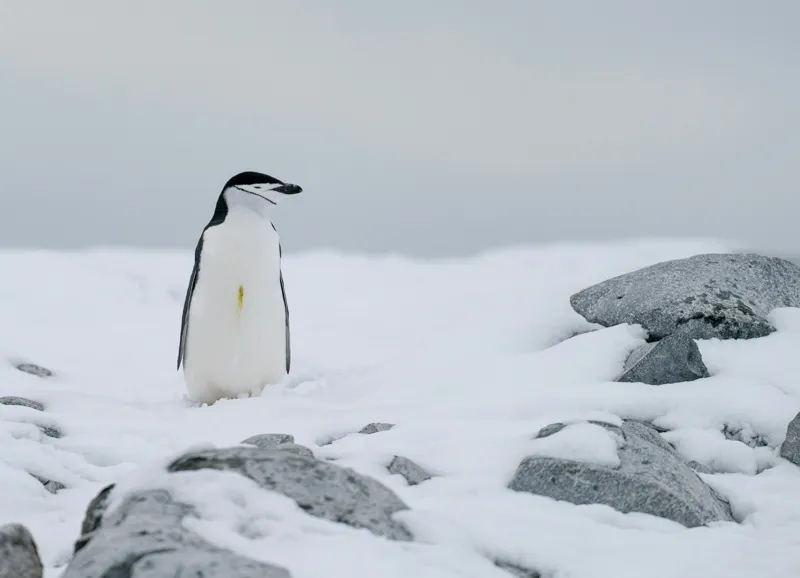 Tablou Canvas, "Pinguin solitar pe zăpadă arctică", Pinguin, Zăpadă, Pietre, Cer Înnorat, Frig, Antarctica, Solitar, Calm, Natură, Gheață, 54 x 39 cm – poza 2
