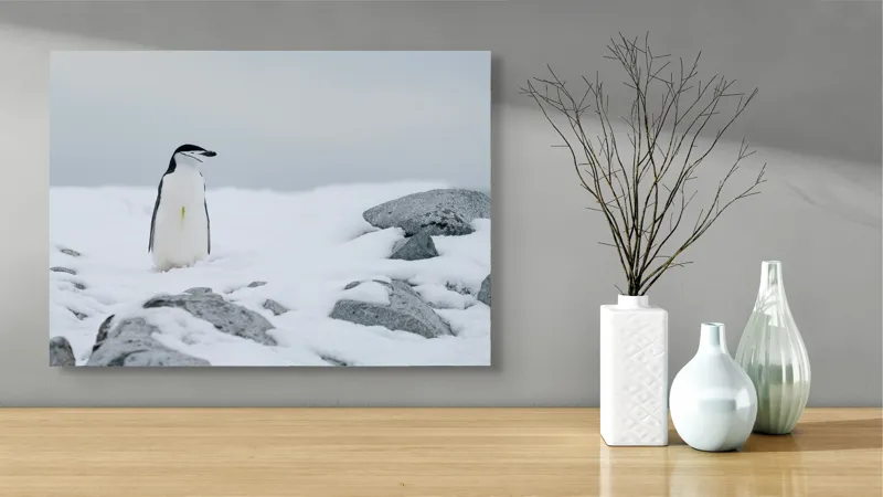 Tablou Canvas, "Pinguin solitar pe zăpadă arctică", Pinguin, Zăpadă, Pietre, Cer Înnorat, Frig, Antarctica, Solitar, Calm, Natură, Gheață, 70 x 50 cm – poza 3