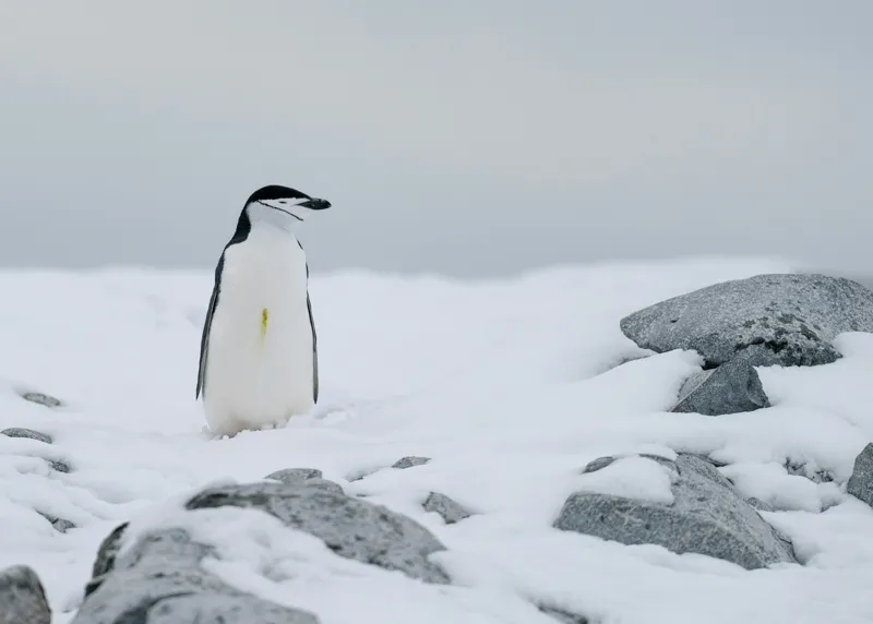 Tablou Canvas, "Pinguin solitar pe zăpadă arctică", Pinguin, Zăpadă, Pietre, Cer Înnorat, Frig, Antarctica, Solitar, Calm, Natură, Gheață, 70 x 50 cm – poza 2