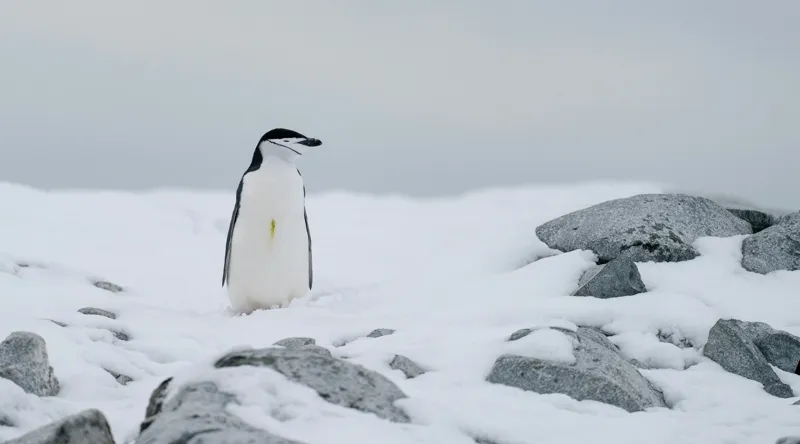 Tablou Canvas, "Pinguin solitar pe zăpadă arctică", Pinguin, Zăpadă, Pietre, Cer Înnorat, Frig, Antarctica, Solitar, Calm, Natură, Gheață, 90 x 50 cm – poza 2