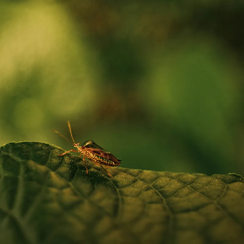 Tablou Canvas, "Insectă pe frunză verde și rugoasă", Insectă, Frunză, Verde, Textură, Natură, Lumină, Detaliu, Culoare, Contrast, Tranquilitate, 100 x 100 cm – poza 2