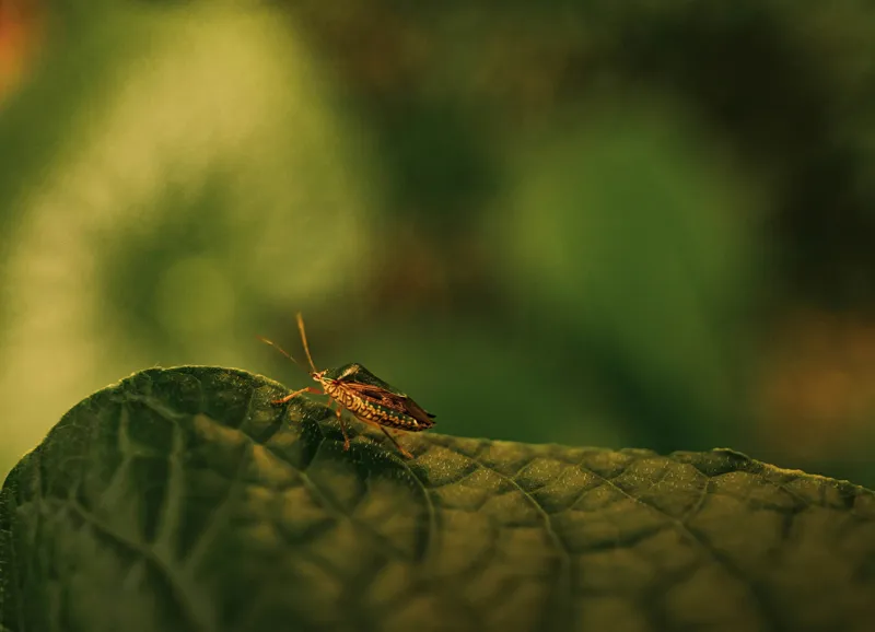Tablou Canvas, "Insectă pe frunză verde și rugoasă", Insectă, Frunză, Verde, Textură, Natură, Lumină, Detaliu, Culoare, Contrast, Tranquilitate, 54 x 39 cm – poza 2