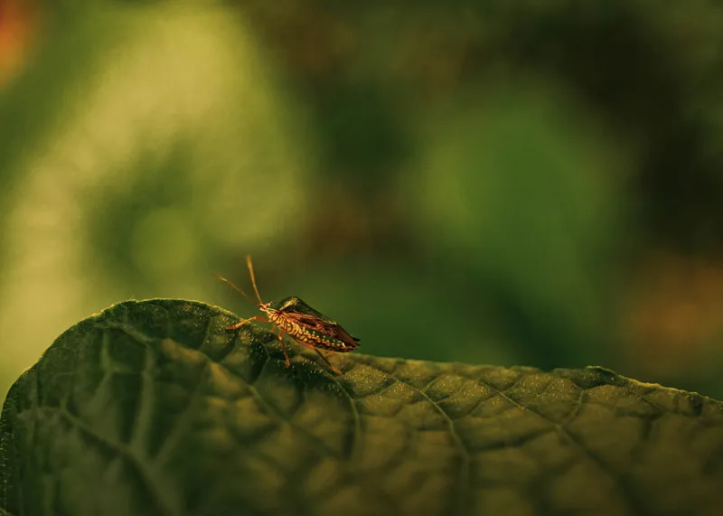 Tablou Canvas, "Insectă pe frunză verde și rugoasă", Insectă, Frunză, Verde, Textură, Natură, Lumină, Detaliu, Culoare, Contrast, Tranquilitate, 70 x 50 cm – poza 2