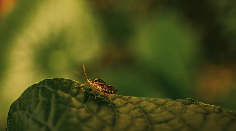 Tablou Canvas, "Insectă pe frunză verde și rugoasă", Insectă, Frunză, Verde, Textură, Natură, Lumină, Detaliu, Culoare, Contrast, Tranquilitate, 90 x 50 cm – poza 2