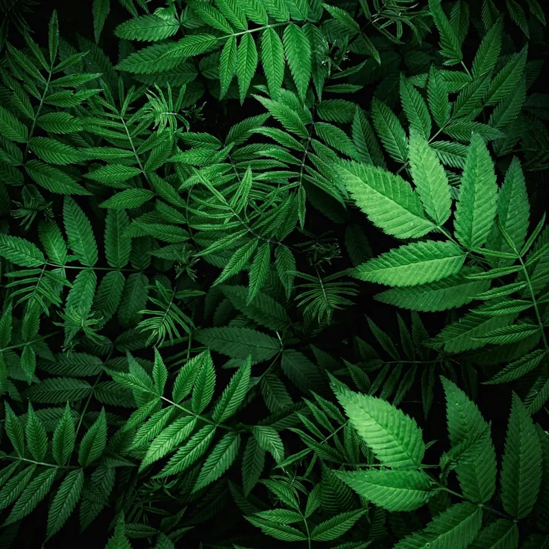 Tablou Canvas, "Verdele vibrant al naturii vii", Frunze, Verzi, Lumină, Textură, Natură, Vegetație, Abundență, Frumusețe, Armonie, Detaliu, 100 x 100 cm – poza 2