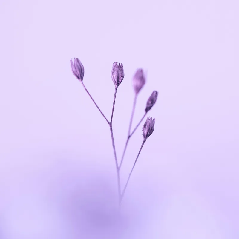 Tablou Canvas, "Dansul delicat al florilor mov", Plante, Subtil, Delicat, Pastel, Liniște, Minimalism, Fragilitate, Natură, 100 x 100 cm – poza 2