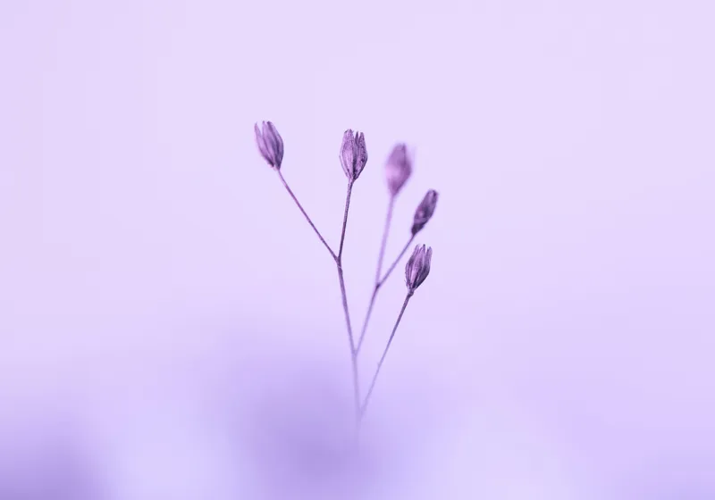 Tablou Canvas, "Dansul delicat al florilor mov", Plante, Subtil, Delicat, Pastel, Liniște, Minimalism, Fragilitate, Natură, 100 x 70 cm – poza 2