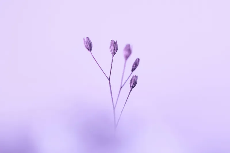 Tablou Canvas, "Dansul delicat al florilor mov", Plante, Subtil, Delicat, Pastel, Liniște, Minimalism, Fragilitate, Natură, 39 x 26 cm – poza 2