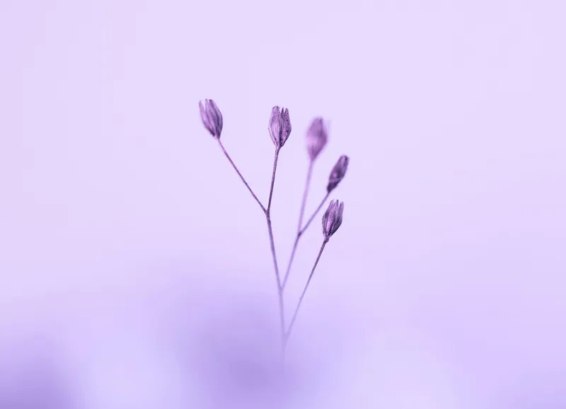 Tablou Canvas, "Dansul delicat al florilor mov", Plante, Subtil, Delicat, Pastel, Liniște, Minimalism, Fragilitate, Natură, 54 x 39 cm – poza 2