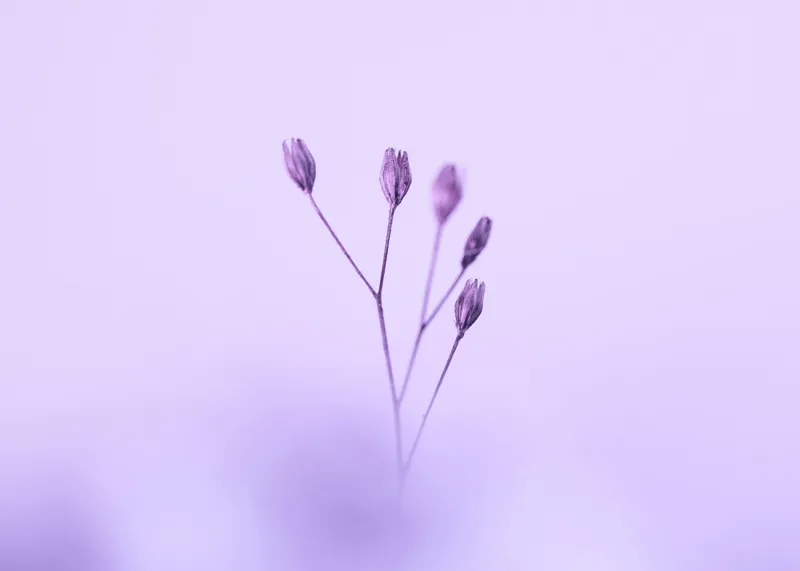 Tablou Canvas, "Dansul delicat al florilor mov", Plante, Subtil, Delicat, Pastel, Liniște, Minimalism, Fragilitate, Natură, 70 x 50 cm – poza 2