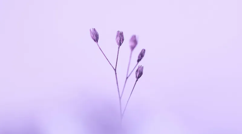 Tablou Canvas, "Dansul delicat al florilor mov", Plante, Subtil, Delicat, Pastel, Liniște, Minimalism, Fragilitate, Natură, 90 x 50 cm – poza 2