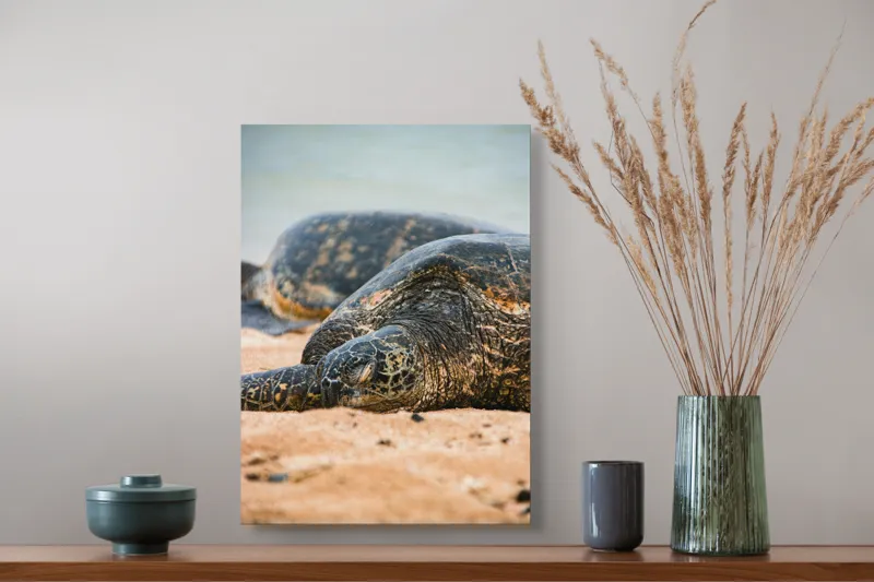 Tablou Canvas, "Bătrânețea liniștită a țestoaselor marine", Broască Țestoasă, Plajă, Relaxare, Natură, Nisip, Apă, Sălbăticie, 39 x 54 cm – poza 3