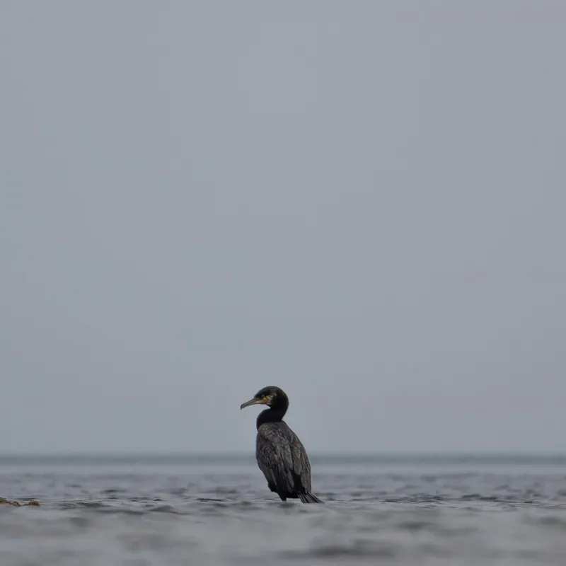 Tablou Canvas, "Cormoran solitar pe valuri liniștite", Pasăre, Apă, Singurătate, Cer Cenușiu, Mal Distant, Liniște, Natură., 100 x 100 cm – poza 2
