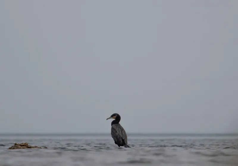 Tablou Canvas, "Cormoran solitar pe valuri liniștite", Pasăre, Apă, Singurătate, Cer Cenușiu, Mal Distant, Liniște, Natură., 100 x 70 cm – poza 2