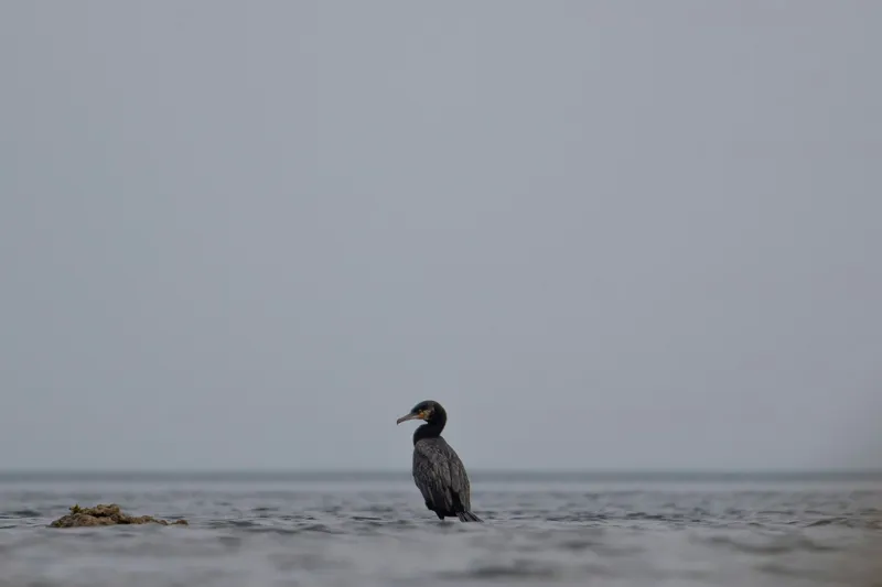 Tablou Canvas, "Cormoran solitar pe valuri liniștite", Pasăre, Apă, Singurătate, Cer Cenușiu, Mal Distant, Liniște, Natură., 150 x 100 cm – poza 2