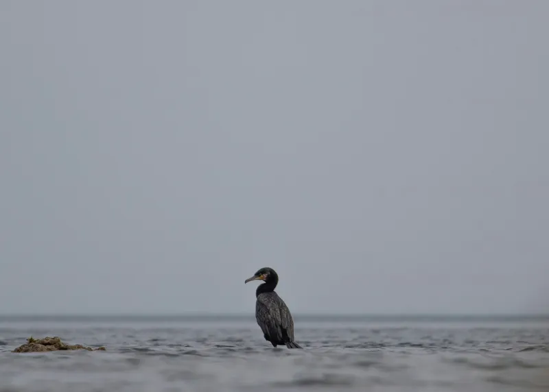 Tablou Canvas, "Cormoran solitar pe valuri liniștite", Pasăre, Apă, Singurătate, Cer Cenușiu, Mal Distant, Liniște, Natură., 70 x 50 cm – poza 2