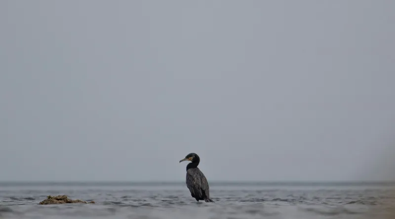 Tablou Canvas, "Cormoran solitar pe valuri liniștite", Pasăre, Apă, Singurătate, Cer Cenușiu, Mal Distant, Liniște, Natură., 90 x 50 cm – poza 2