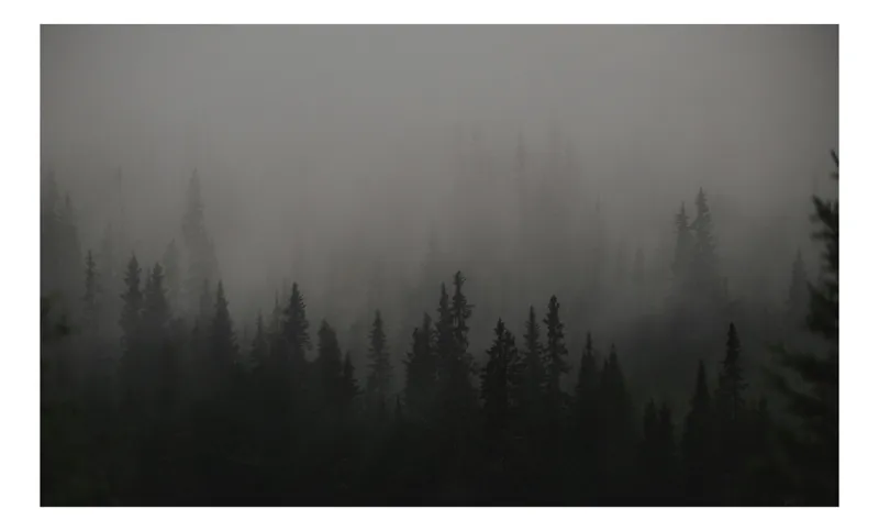 Tablou Canvas, "Ceața misterioasă din pădurea deasă", Ceață, Pădure, Mister, Întunecime, Tăcere, Natură, Enigmă, Umbre, Vârfuri, Melancolie, 100 x 100 cm