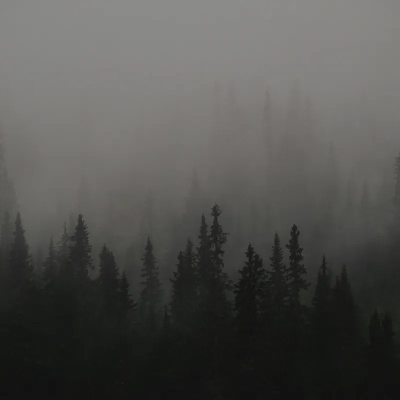 Tablou Canvas, "Ceața misterioasă din pădurea deasă", Ceață, Pădure, Mister, Întunecime, Tăcere, Natură, Enigmă, Umbre, Vârfuri, Melancolie, 50 x 50 cm – poza 2