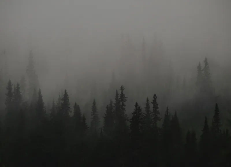 Tablou Canvas, "Ceața misterioasă din pădurea deasă", Ceață, Pădure, Mister, Întunecime, Tăcere, Natură, Enigmă, Umbre, Vârfuri, Melancolie, 54 x 39 cm – poza 2