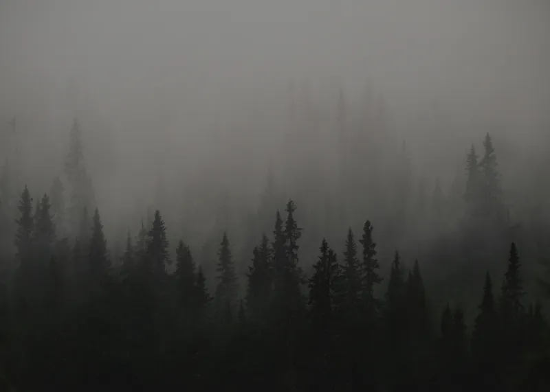 Tablou Canvas, "Ceața misterioasă din pădurea deasă", Ceață, Pădure, Mister, Întunecime, Tăcere, Natură, Enigmă, Umbre, Vârfuri, Melancolie, 70 x 50 cm – poza 2