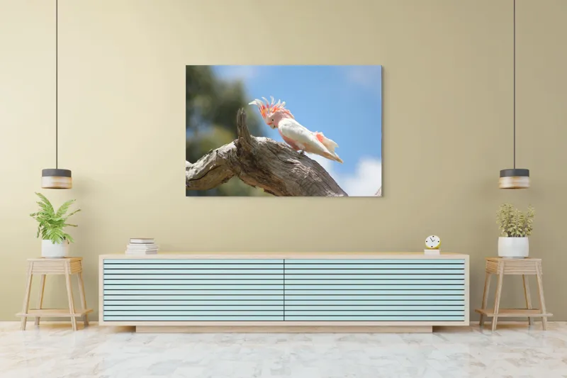 Tablou Canvas, "Cacadu pe creanga sub cer senin", Pene, Creasta, Papagal, Ramură, Cer, Natură, Culoare, 150 x 100 cm – poza 6