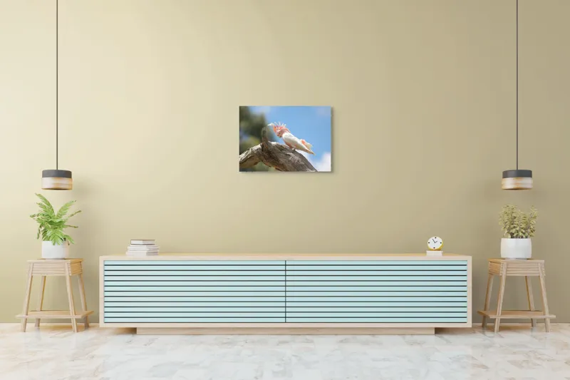 Tablou Canvas, "Cacadu pe creanga sub cer senin", Pene, Creasta, Papagal, Ramură, Cer, Natură, Culoare, 70 x 50 cm – poza 7