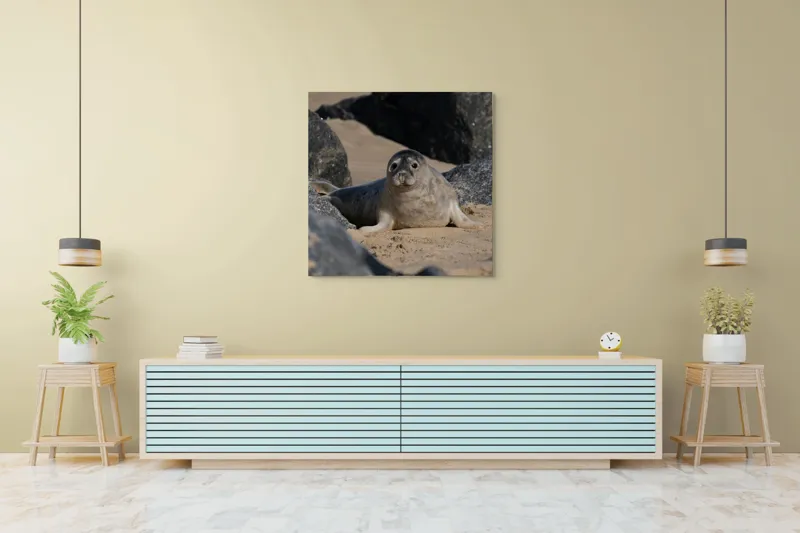 Tablou Canvas, "Foca odihnindu-se pe plajă liniștită", I don't know who this is., 100 x 100 cm – poza 5