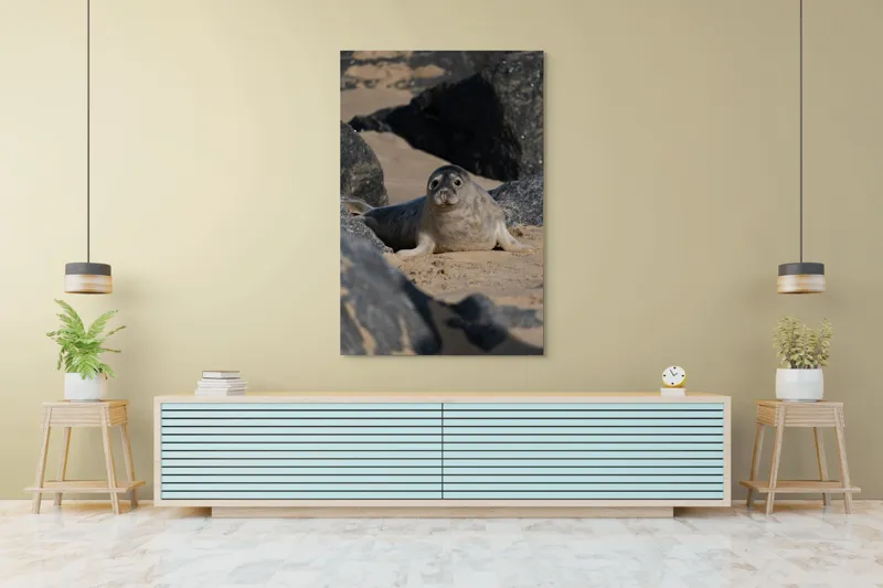 Tablou Canvas, "Foca odihnindu-se pe plajă liniștită", I don't know who this is., 100 x 150 cm – poza 4