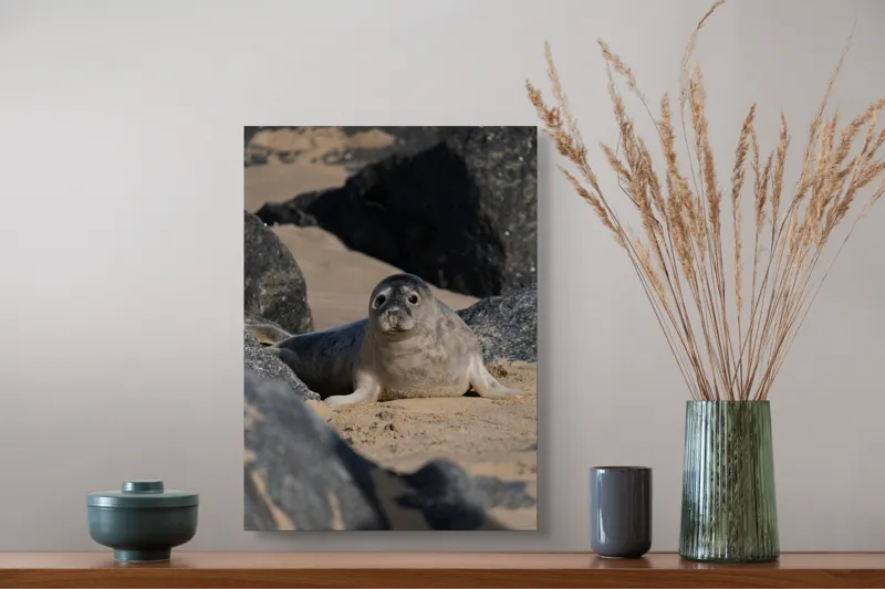 Tablou Canvas, "Foca odihnindu-se pe plajă liniștită", I don't know who this is., 39 x 54 cm – poza 3