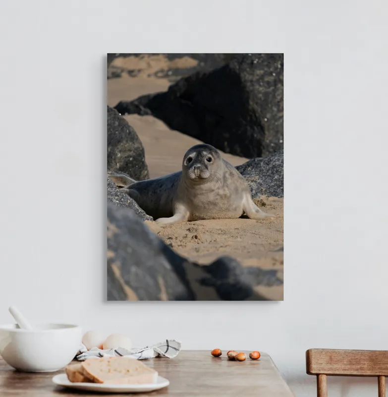 Tablou Canvas, "Foca odihnindu-se pe plajă liniștită", I don't know who this is., 50 x 70 cm – poza 3