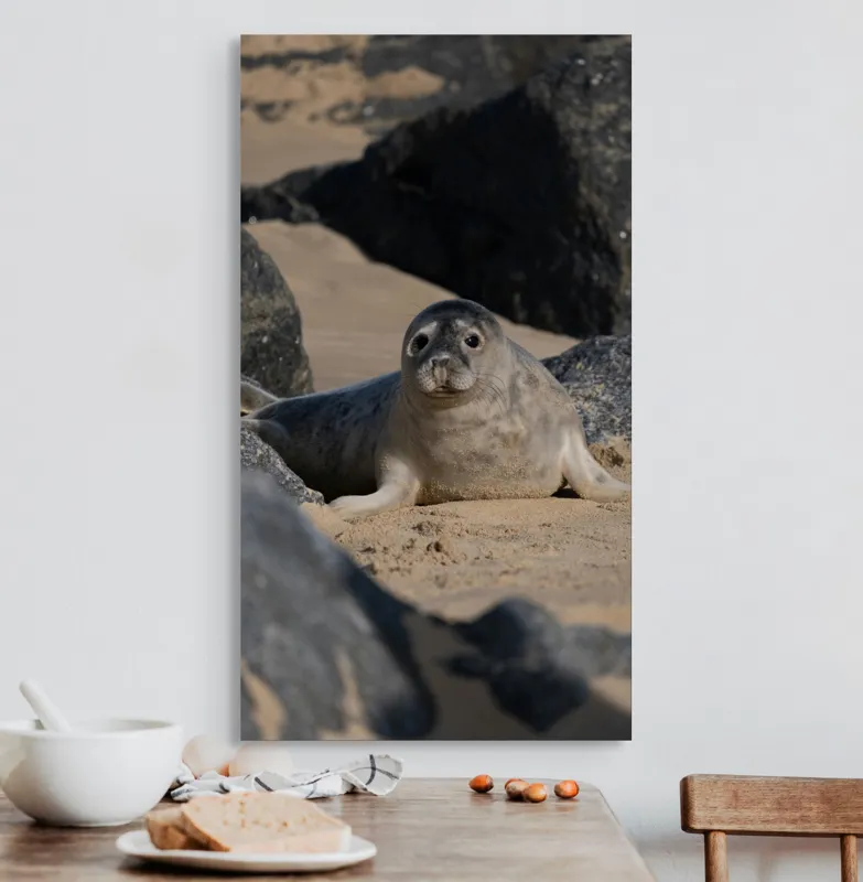 Tablou Canvas, "Foca odihnindu-se pe plajă liniștită", I don't know who this is., 50 x 90 cm – poza 3