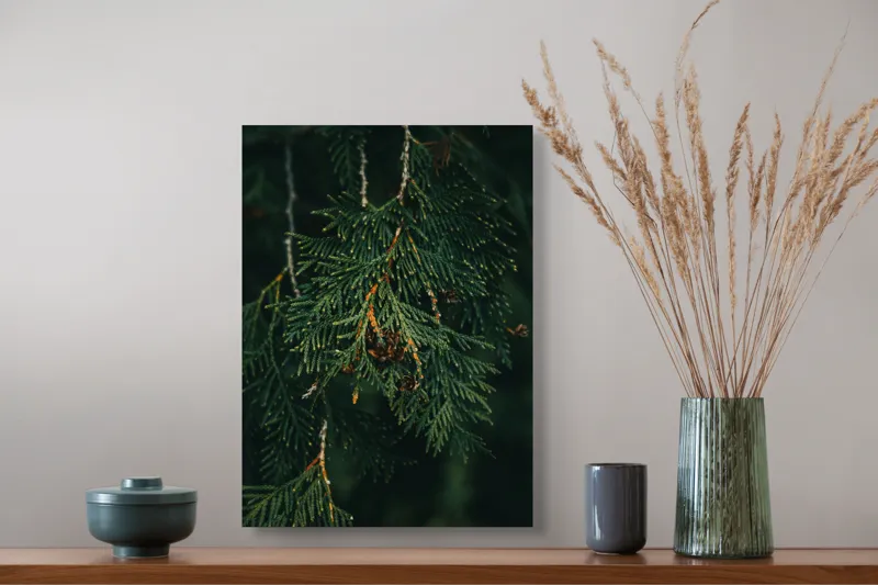 Tablou Canvas, "Ramuri de conifer în întuneric misterios", Veveriță, Ramuri, Verde, Frunziș, Textură, Natură, Detalii, Întunecat, Frunze, Pădure, Organic, Tonuri, 39 x 54 cm – poza 3