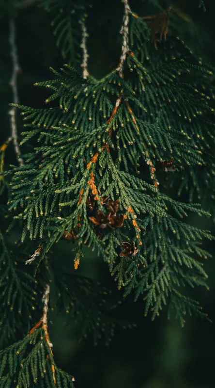 Tablou Canvas, "Ramuri de conifer în întuneric misterios", Veveriță, Ramuri, Verde, Frunziș, Textură, Natură, Detalii, Întunecat, Frunze, Pădure, Organic, Tonuri, 50 x 90 cm – poza 2