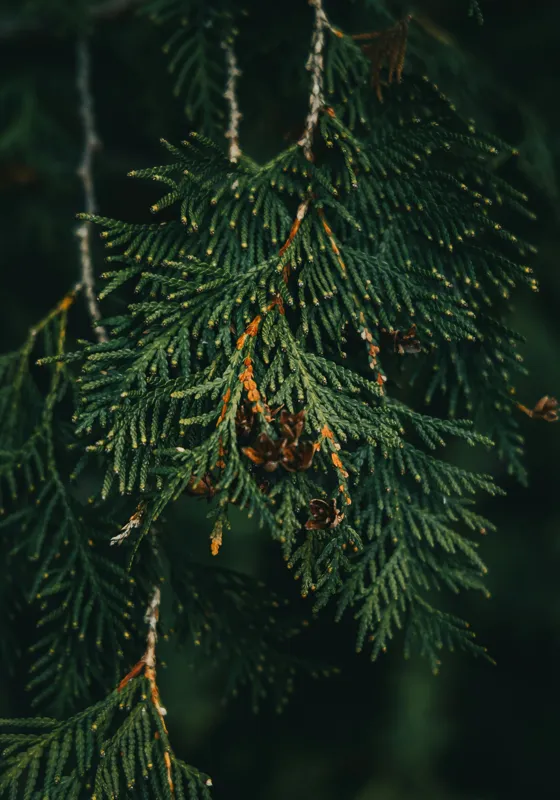 Tablou Canvas, "Ramuri de conifer în întuneric misterios", Veveriță, Ramuri, Verde, Frunziș, Textură, Natură, Detalii, Întunecat, Frunze, Pădure, Organic, Tonuri, 70 x 100 cm – poza 2