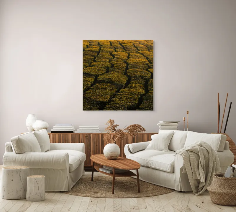 Tablou Canvas, "Câmp galben al dimineții liniștite", Câmp, Verde, Rânduri, Textură, Apus, Natură, Lumină, Simetrie, Vegetație, Culturi, 100 x 100 cm – poza 3