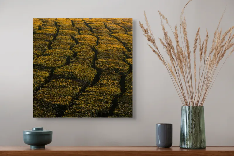 Tablou Canvas, "Câmp galben al dimineții liniștite", Câmp, Verde, Rânduri, Textură, Apus, Natură, Lumină, Simetrie, Vegetație, Culturi, 50 x 50 cm – poza 4