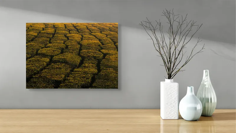 Tablou Canvas, "Câmp galben al dimineții liniștite", Câmp, Verde, Rânduri, Textură, Apus, Natură, Lumină, Simetrie, Vegetație, Culturi, 54 x 39 cm – poza 3