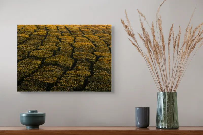 Tablou Canvas, "Câmp galben al dimineții liniștite", Câmp, Verde, Rânduri, Textură, Apus, Natură, Lumină, Simetrie, Vegetație, Culturi, 54 x 39 cm – poza 4