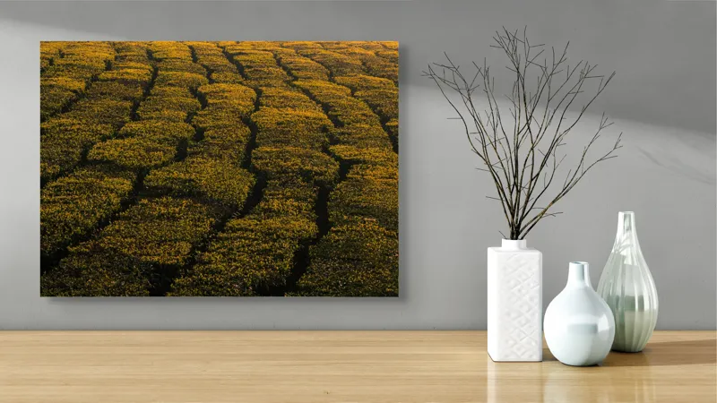 Tablou Canvas, "Câmp galben al dimineții liniștite", Câmp, Verde, Rânduri, Textură, Apus, Natură, Lumină, Simetrie, Vegetație, Culturi, 70 x 50 cm – poza 3
